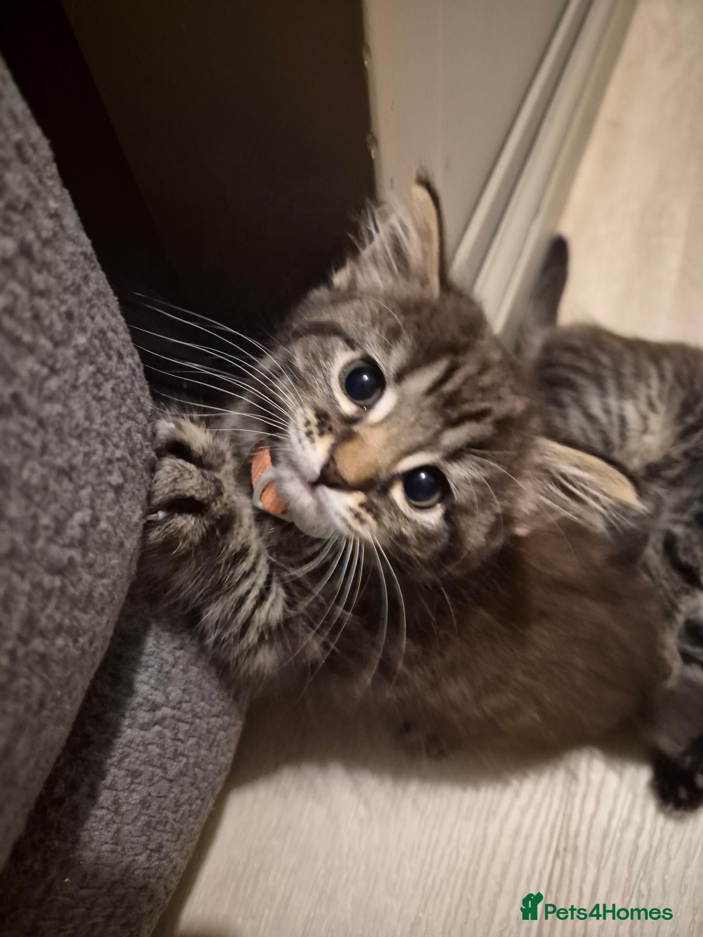 Mixed Breed cats Beautiful kittens - Advert 15