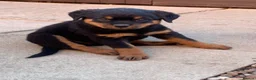 Rottweiler dogs for sale: AMAZING PEDIGREE REGISTERED ROTTWEILER PUPPIES - Advert 2