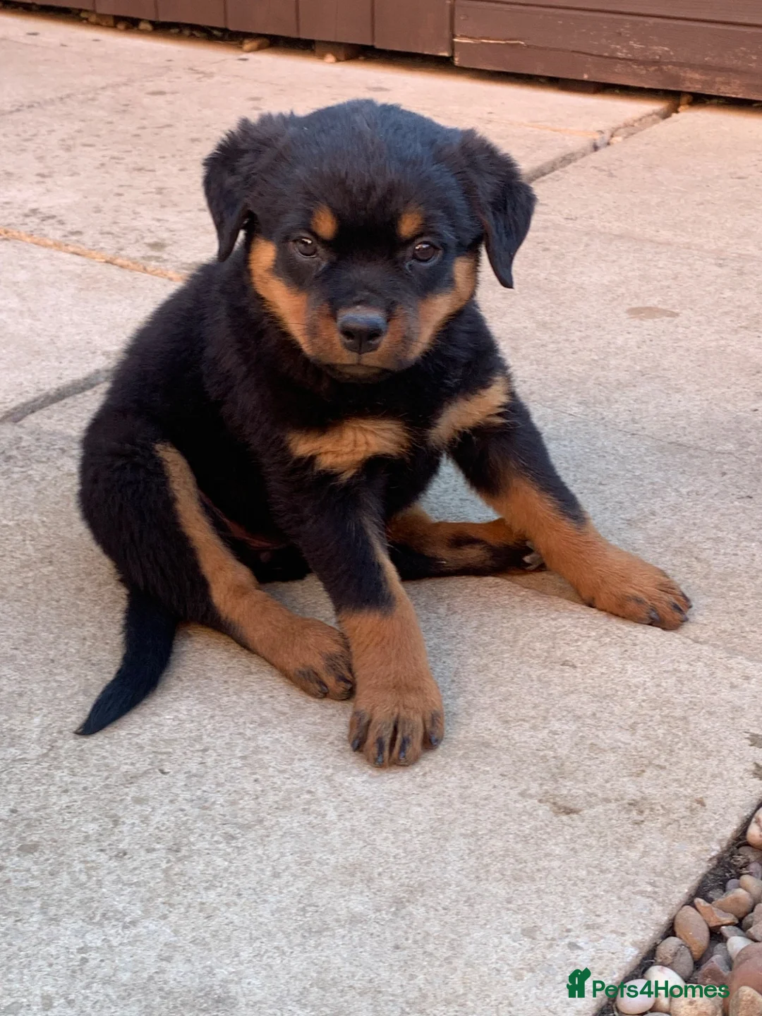 Rottweiler dogs for sale: AMAZING PEDIGREE REGISTERED ROTTWEILER PUPPIES - Advert 2