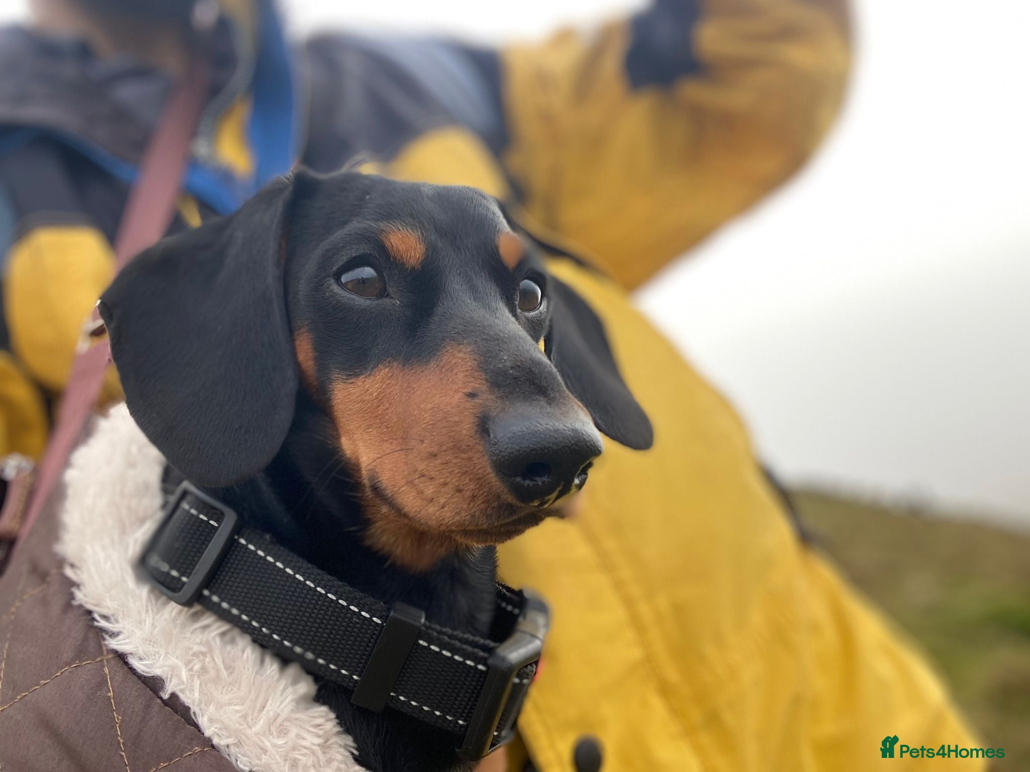 Miniature Dachshund dogs KC registered Miniature Dachshund Black and Tan - Advert 1