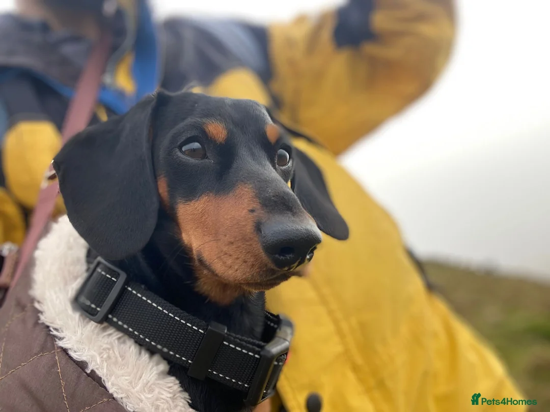 Miniature Dachshund dogs for stud: KC registered Miniature Dachshund Black and Tan - Advert 1