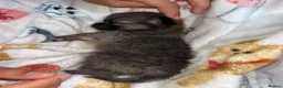 Pomeranian dogs for sale: Beautiful Sweetheart Pure Pomeranian pups for sale - Advert 9