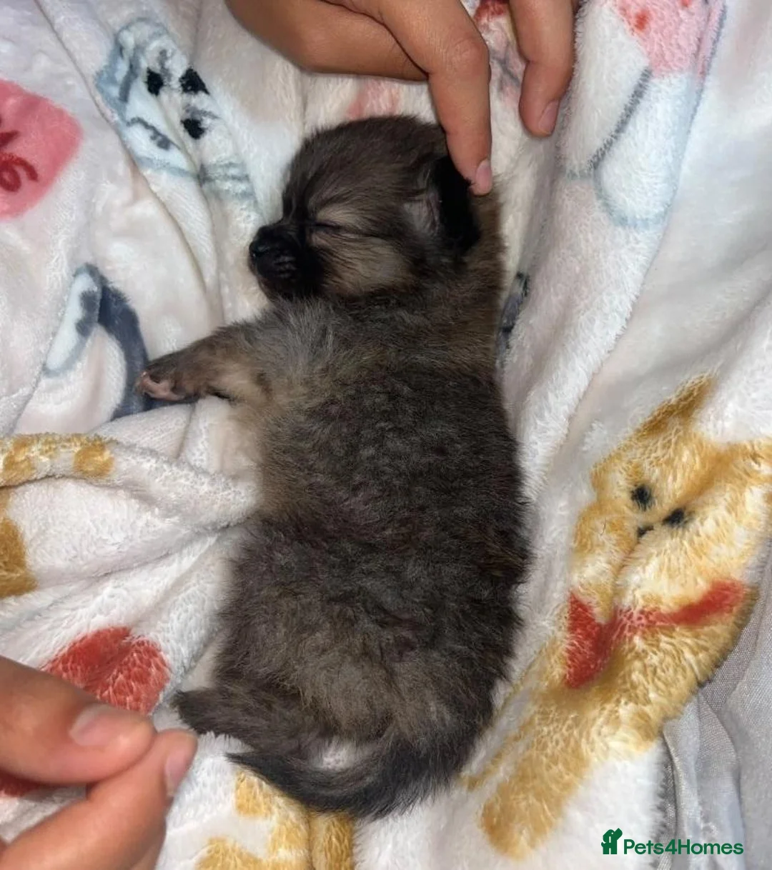 Pomeranian dogs for sale: Beautiful Sweetheart Pure Pomeranian pups for sale - Advert 9