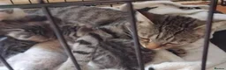 British Shorthair cats for sale: X 6 kittens for sale  - Advert 1