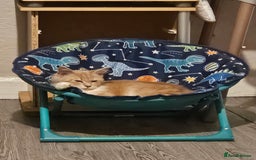 Maine Coon cats for sale: Raya female main coon  - Image 1