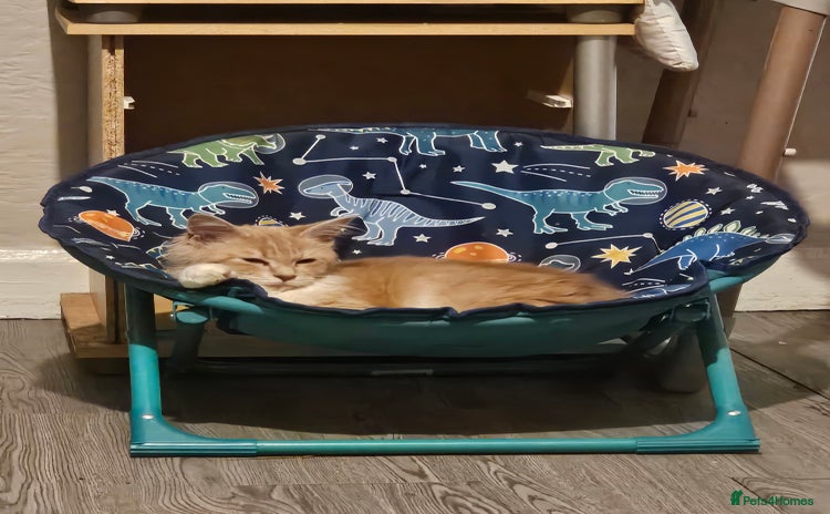 Maine Coon cats - Advert 1