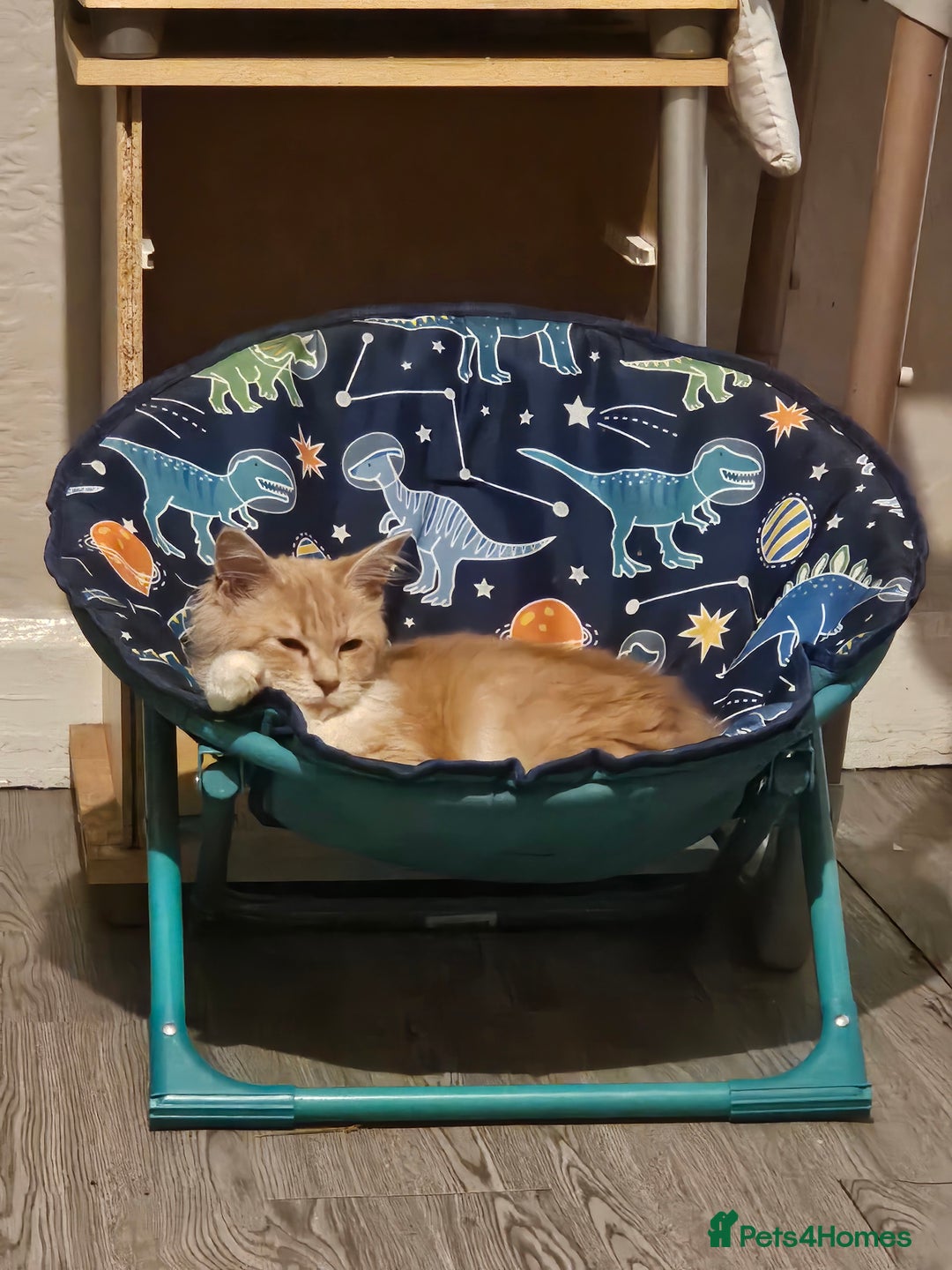 Maine Coon cats for sale: Raya female main coon  - Image 1