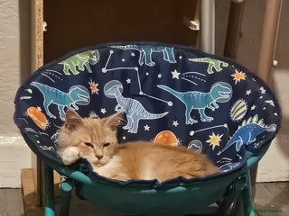 Maine Coon cats for sale - Advert 1