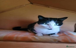 Mixed Breed cats for adoption: JINX. - Image 3