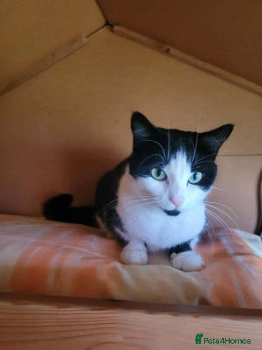 Mixed Breed cats for adoption: JINX. - Image 3