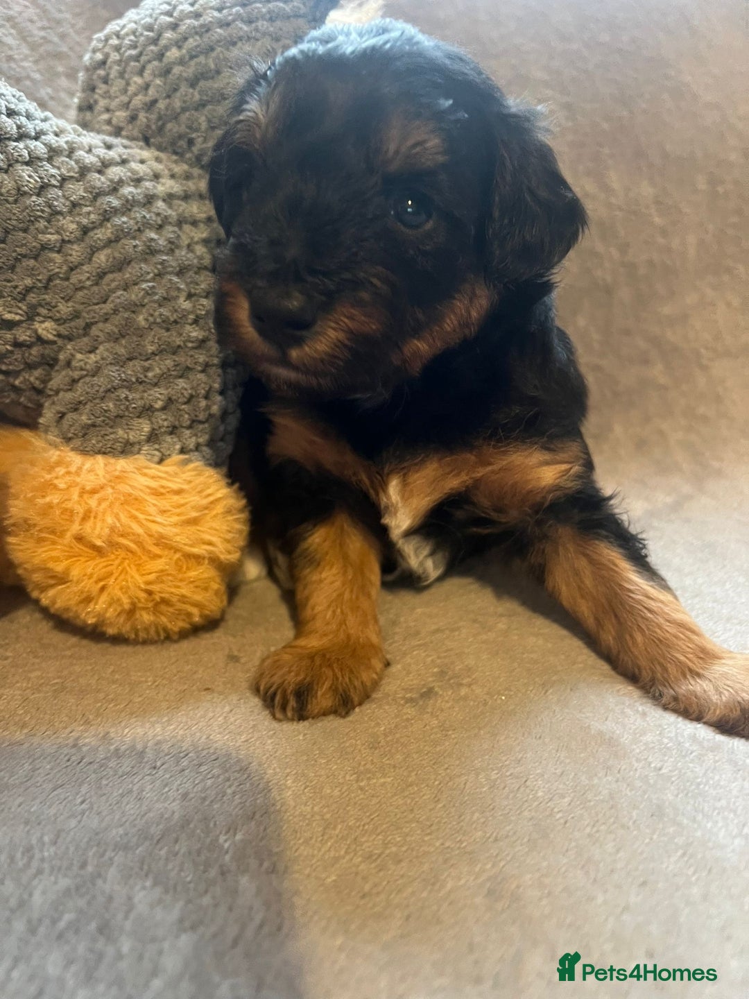 Schnoodle dogs for sale: American Toy Schnoodle Puppies *READY TO GO* - Advert 32