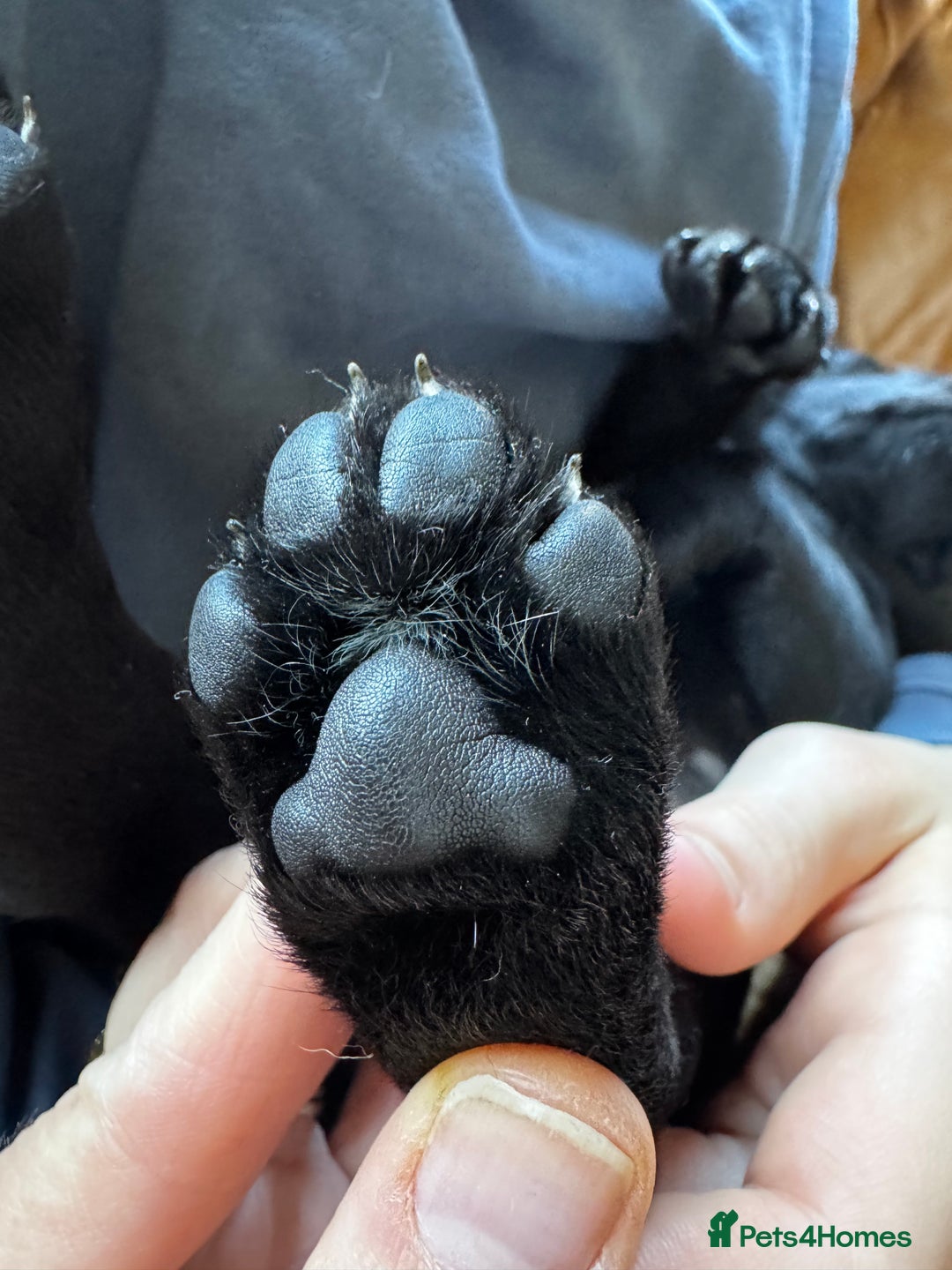 Labrador Retriever dogs for sale: Labrador Puppies  - Advert 19