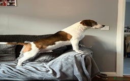 Beagle dogs for stud: Beagle for stud - Image 5