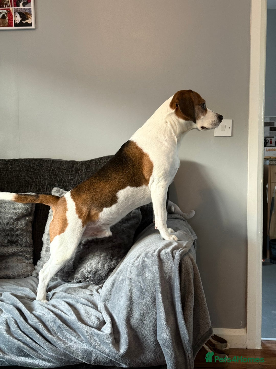 Beagle dogs for stud: Beagle for stud - Image 5