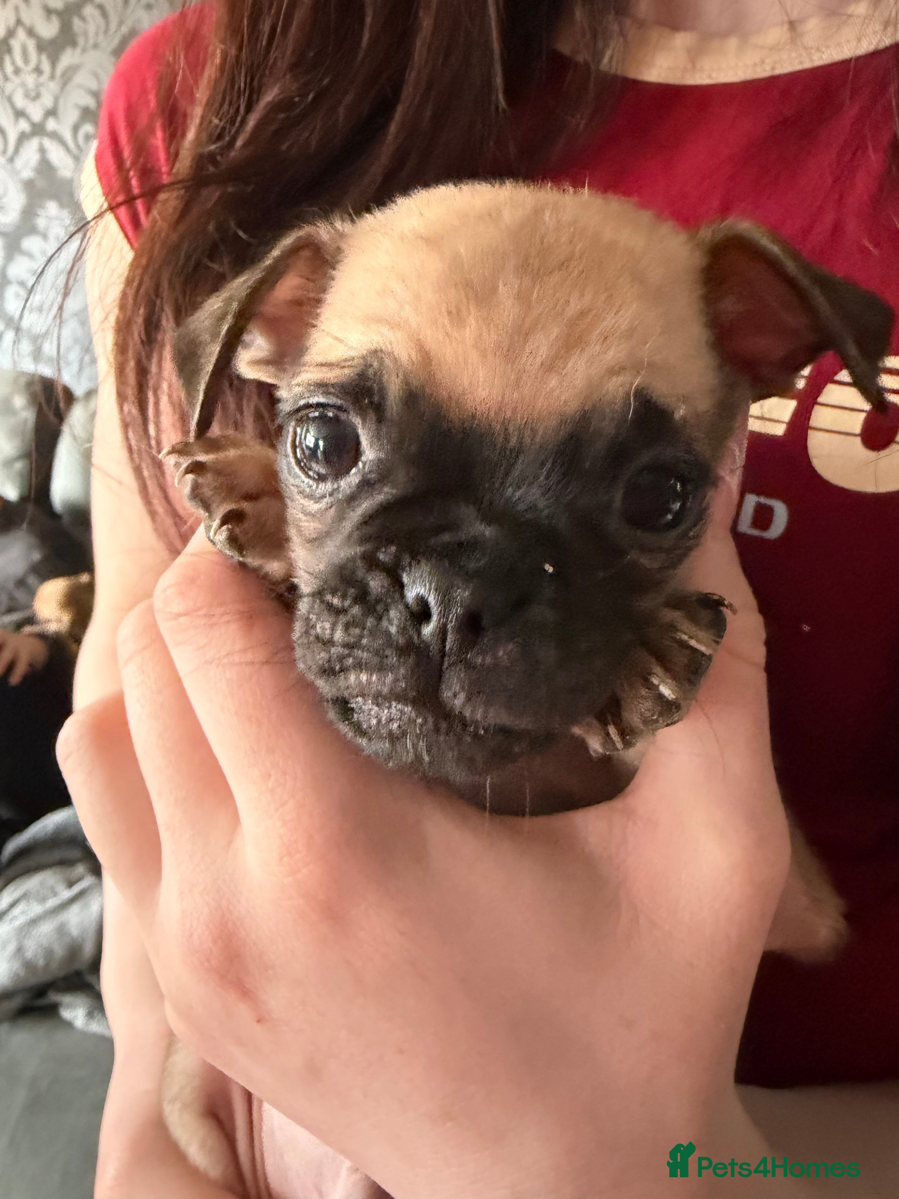 Puggle dogs Puggle puppies for sale  - Advert 2