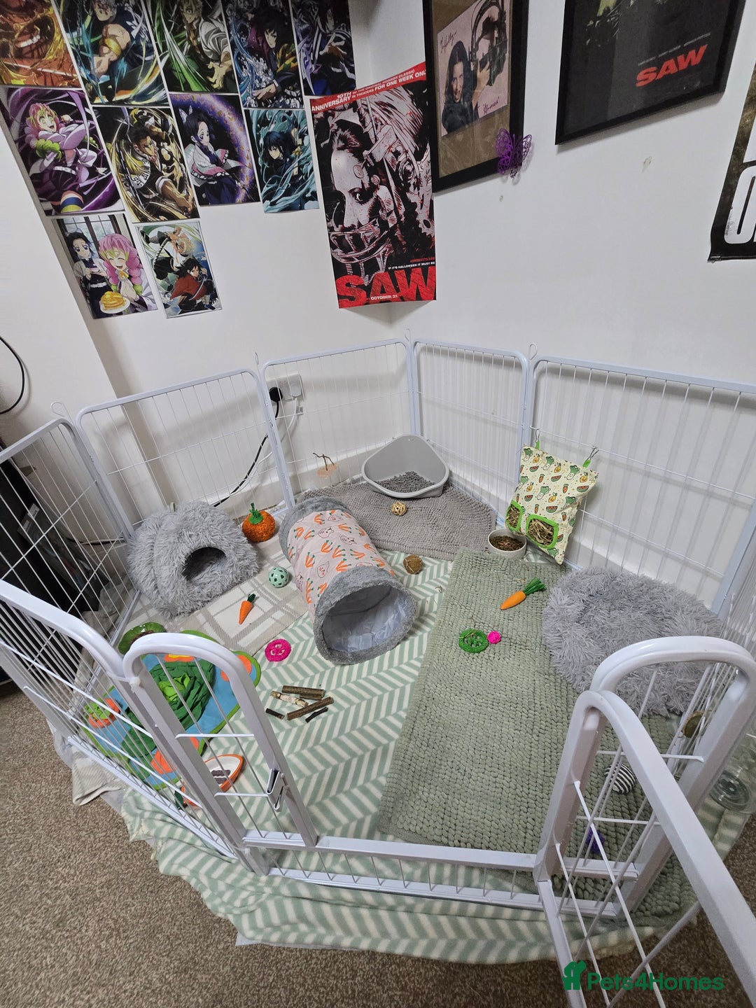 Lionhead rabbits for sale: 2 male lion heads must be sold together - Advert 10