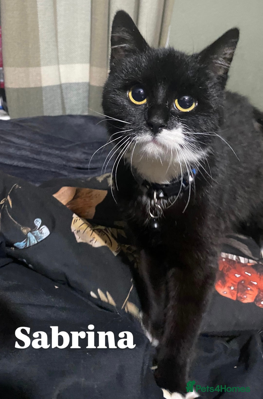 Mixed Breed cats for adoption: Lovely young cats looking for forever home  - Advert 21