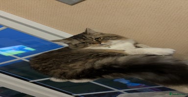 Mixed Breed cats - Advert 2
