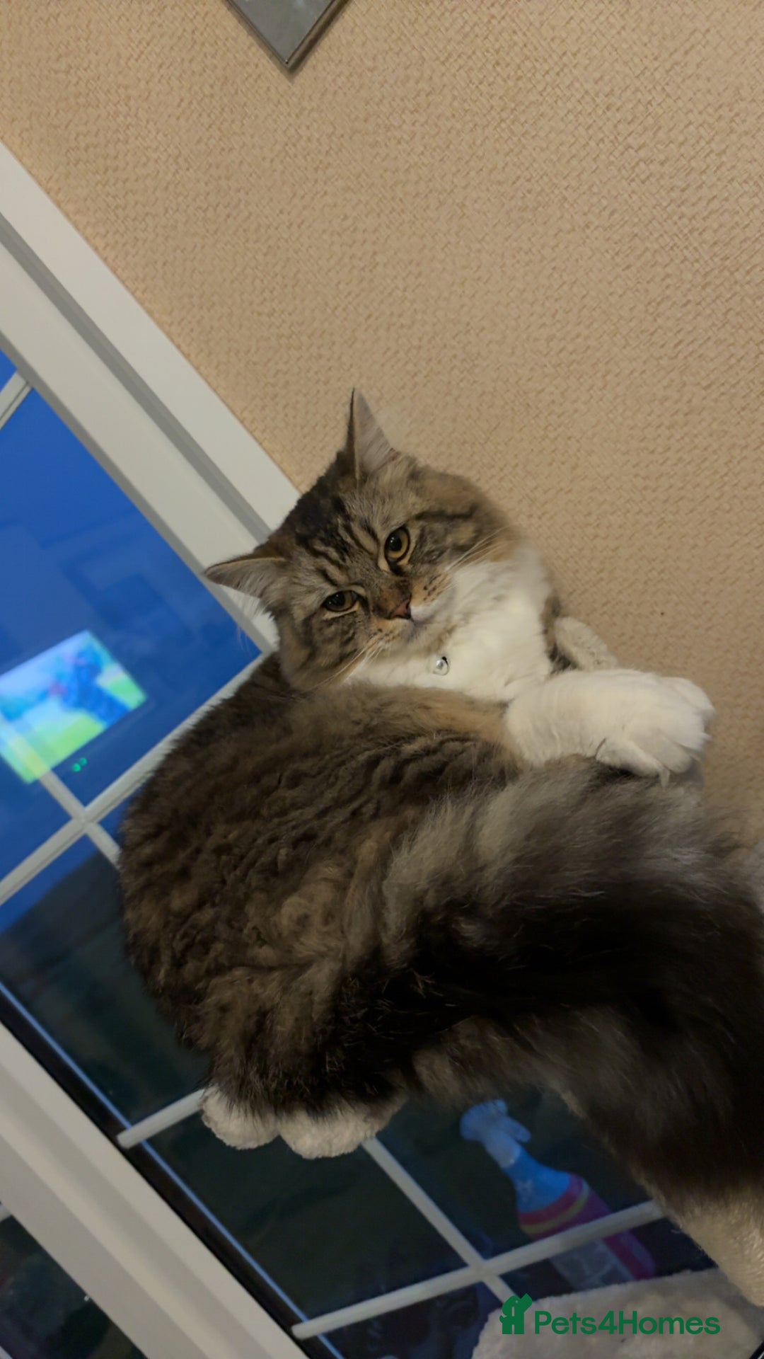 Mixed Breed cats for sale: 10 month old kitten - boy  - Image 2