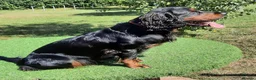 Cocker Spaniel dogs for stud: KC registered Cocker Spaniel at Stud - Advert 6