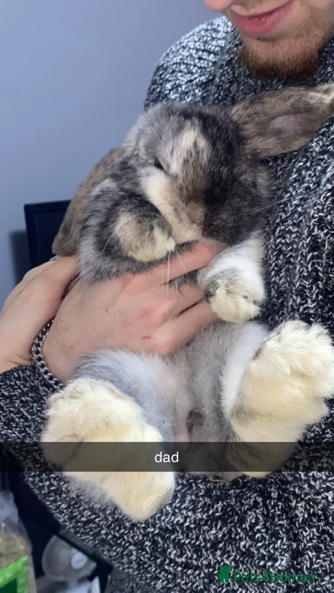 Mini Lop rabbits for sale: Mini Lop Babies Ready To Reserve  - Advert 13