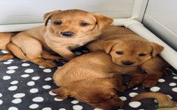Labrador Retriever dogs for sale: Beautiful KC Registered Fox Red Labrador Puppies - Image 13