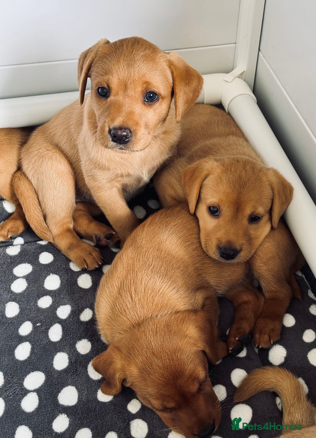 Labrador Retriever dogs for sale: Beautiful KC Registered Fox Red Labrador Puppies - Image 13