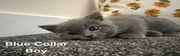 British Shorthair cats for adoption: British Shorthair and Ragdoll Mix Kittens in Walsall - Advert 1