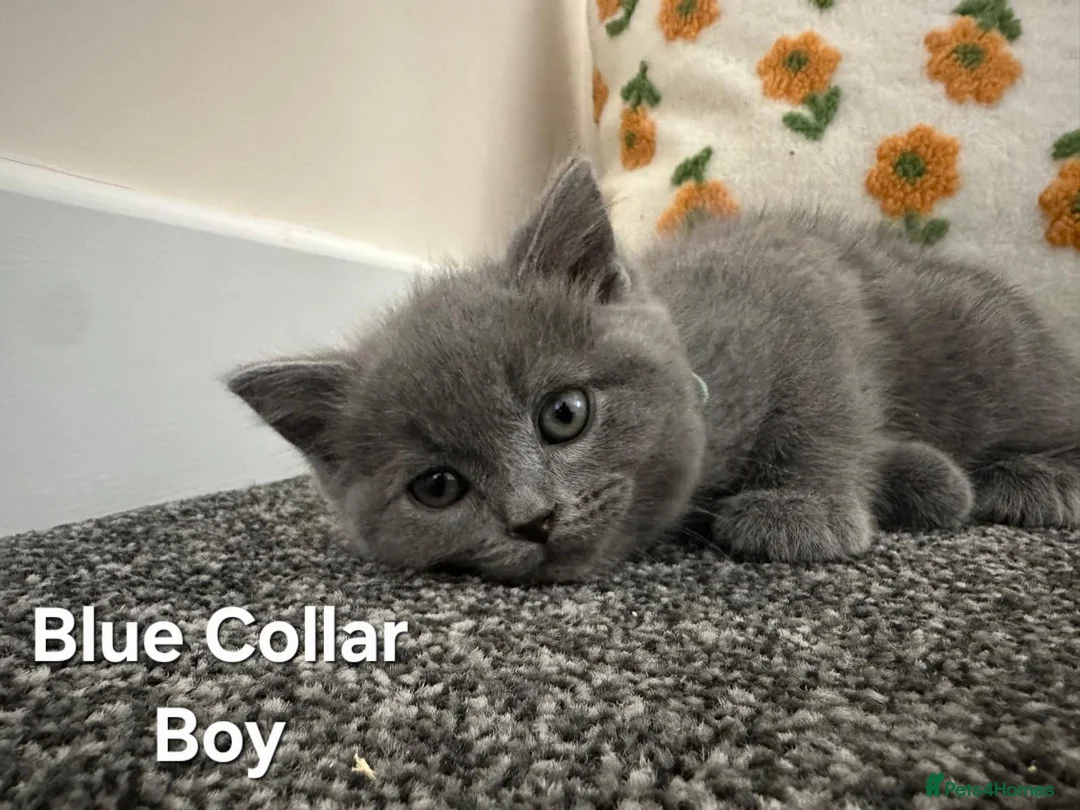 British Shorthair cats for adoption: British Shorthair and Ragdoll Mix Kittens in Walsall - Advert 1