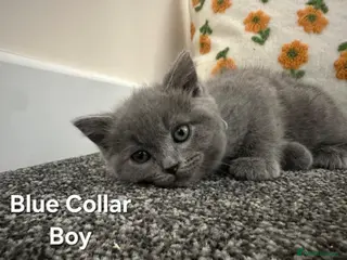 British Shorthair cats British Shorthair and Ragdoll Mix Kittens - Advert 2