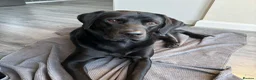 Labrador Retriever dogs for sale: Male black Labrador Retriever  - Advert 7