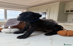 Cane Corso dogs for sale: Beautiful Cane Corso Puppies - Image 2