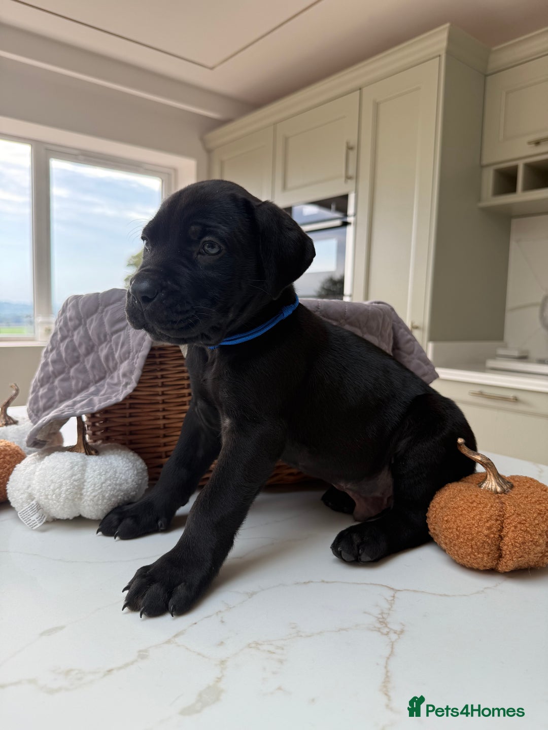 Cane Corso dogs for sale: Beautiful Cane Corso Puppies - Image 2