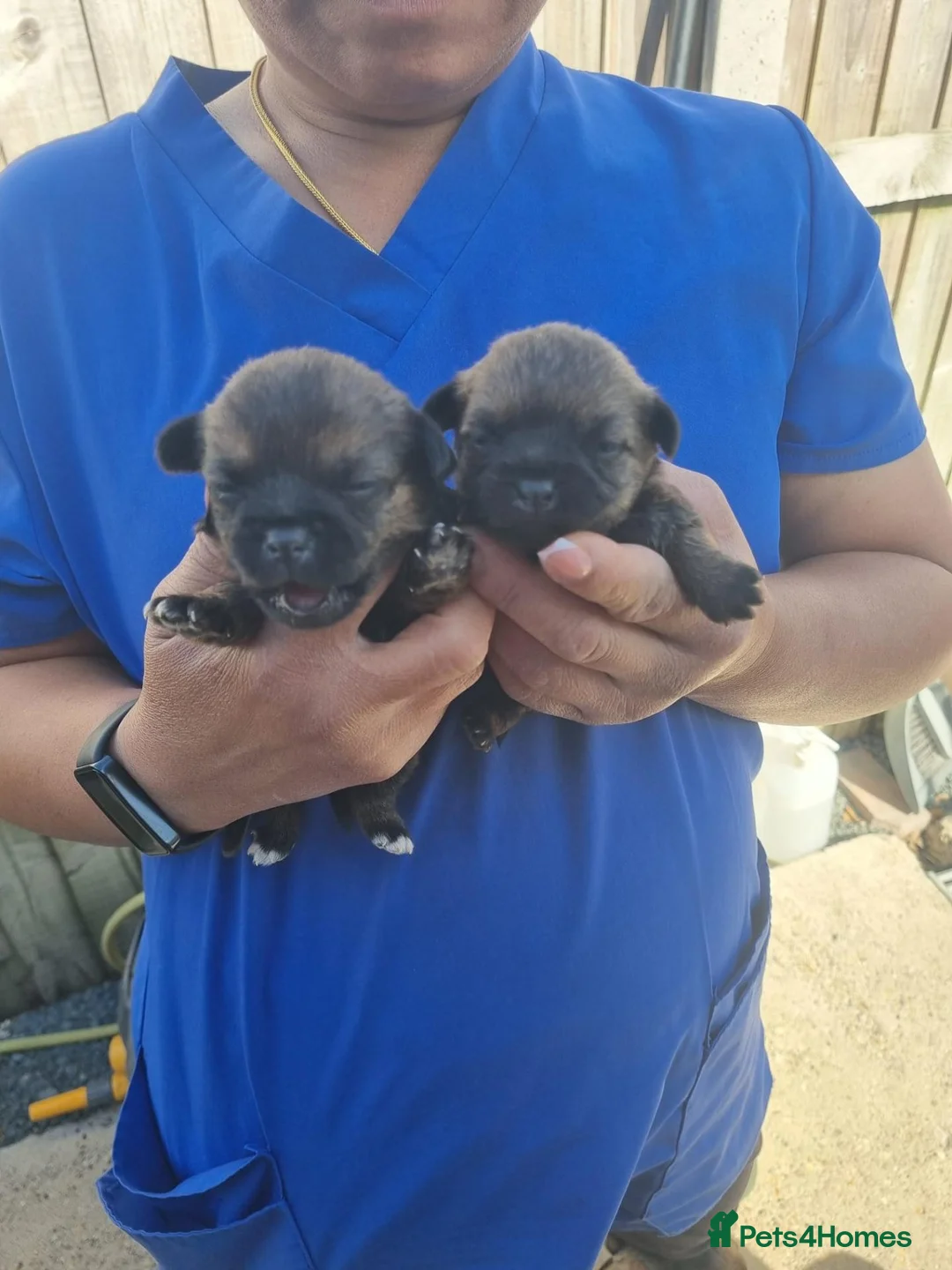 Border Terrier dogs for sale: Border Terrier Puppies  - Advert 6