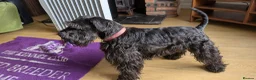 Miniature Schnauzer dogs for sale: 5 dogs, 2 bitches, KC registered  in Swansea - Advert 17