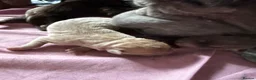 Mixed Breed dogs for sale: Sharpei pups - Advert 3