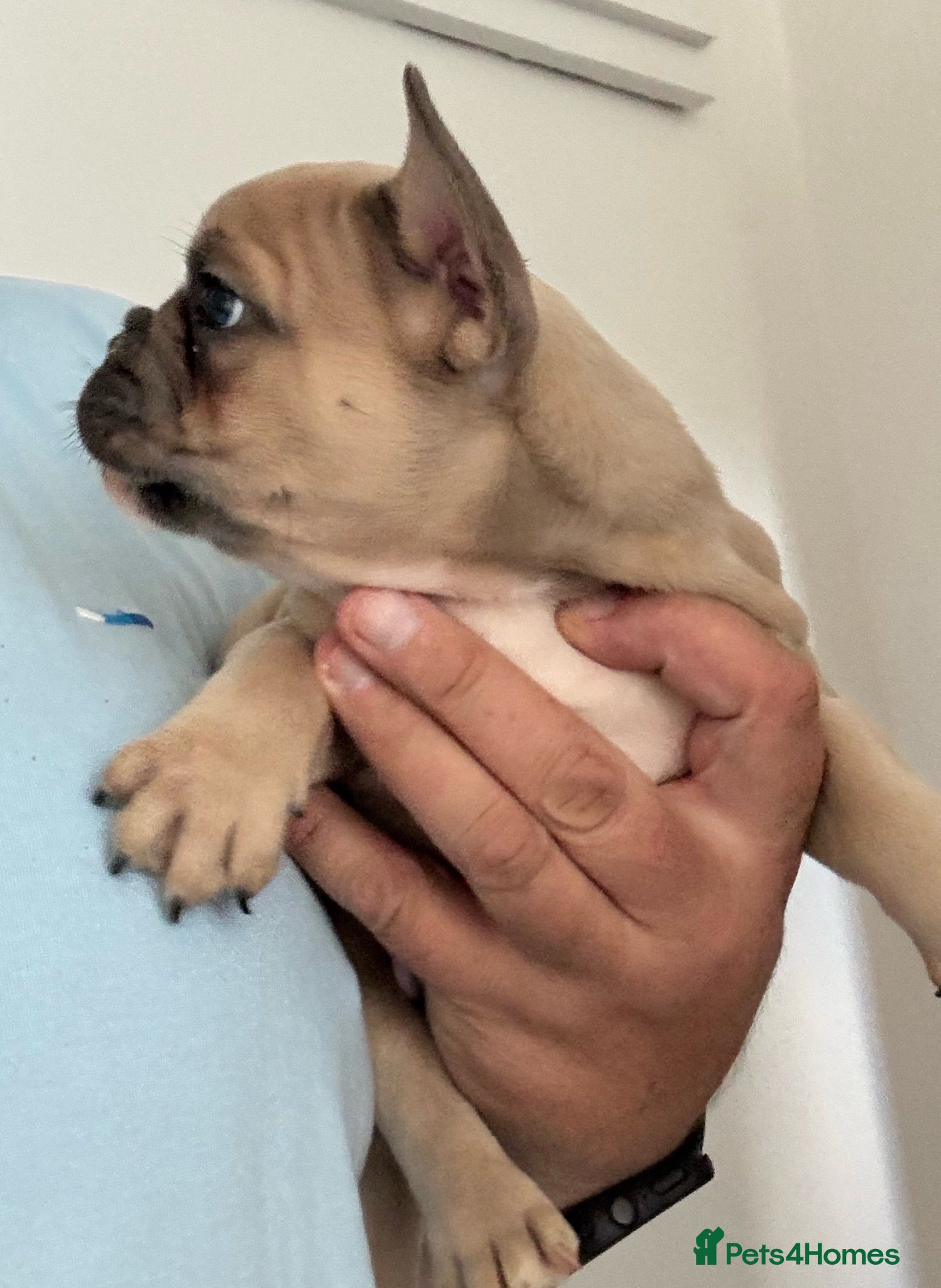 French Bulldog dogs REDUCED £750 French Bulldog Male pups  - Advert 1
