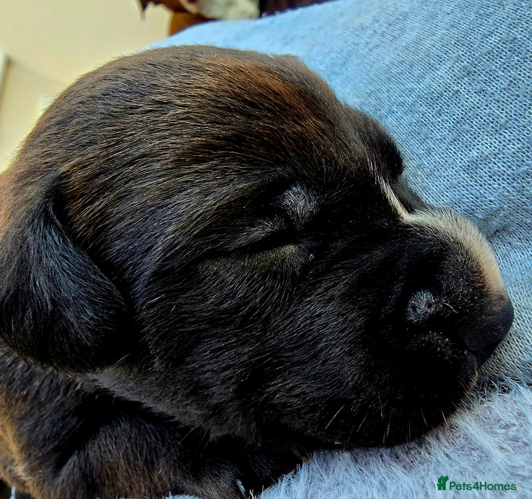 Mixed Breed dogs for sale: Short haired Collie pups - Image 22