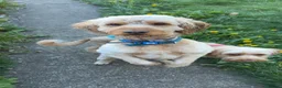 Cockapoo dogs for sale: Bailey  - Advert 1