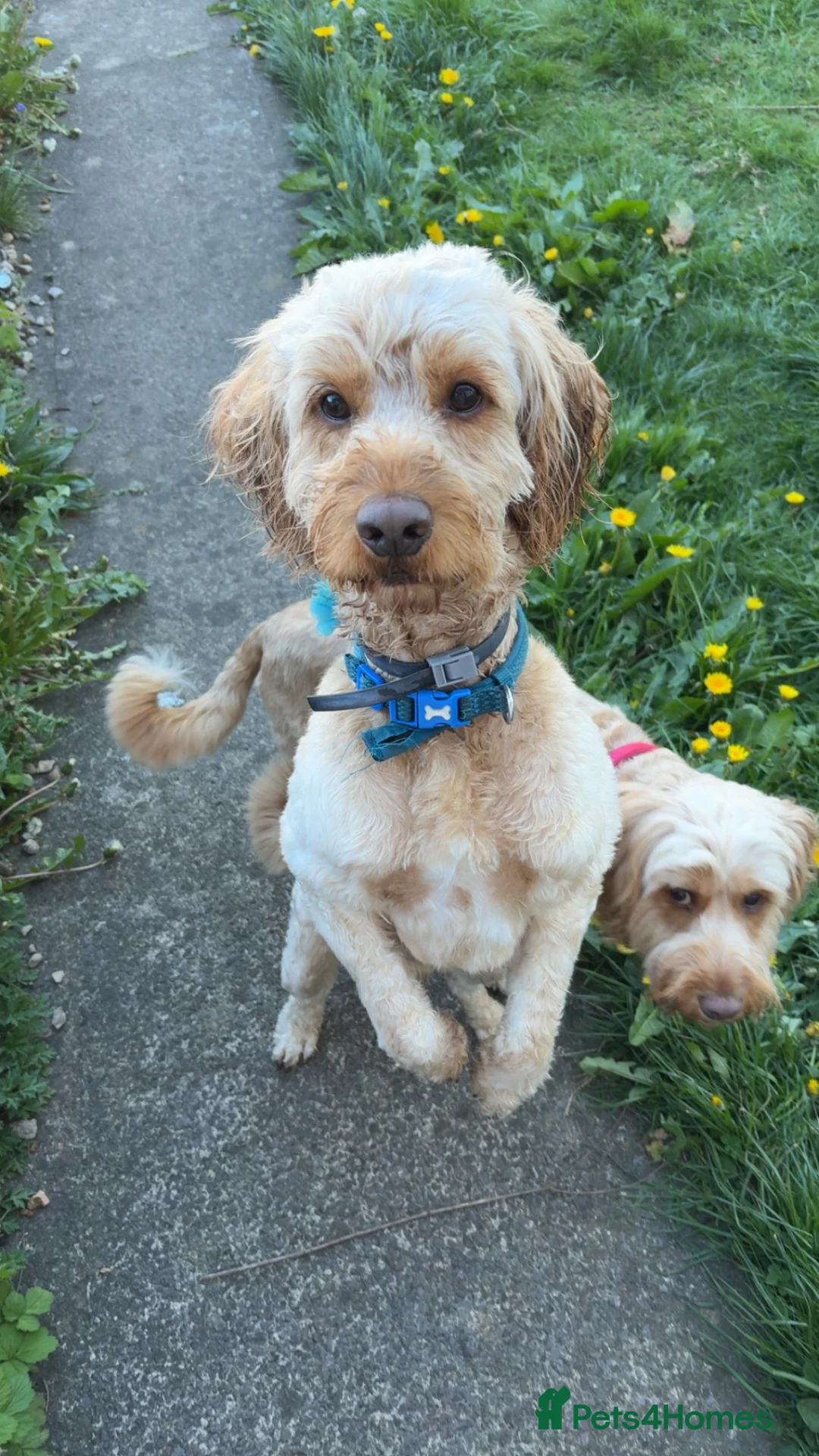 Cockapoo dogs for sale: Bailey  - Advert 1