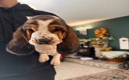 Basset Hound dogs for sale: Beautiful Basset Hound Puppies  - Image 19