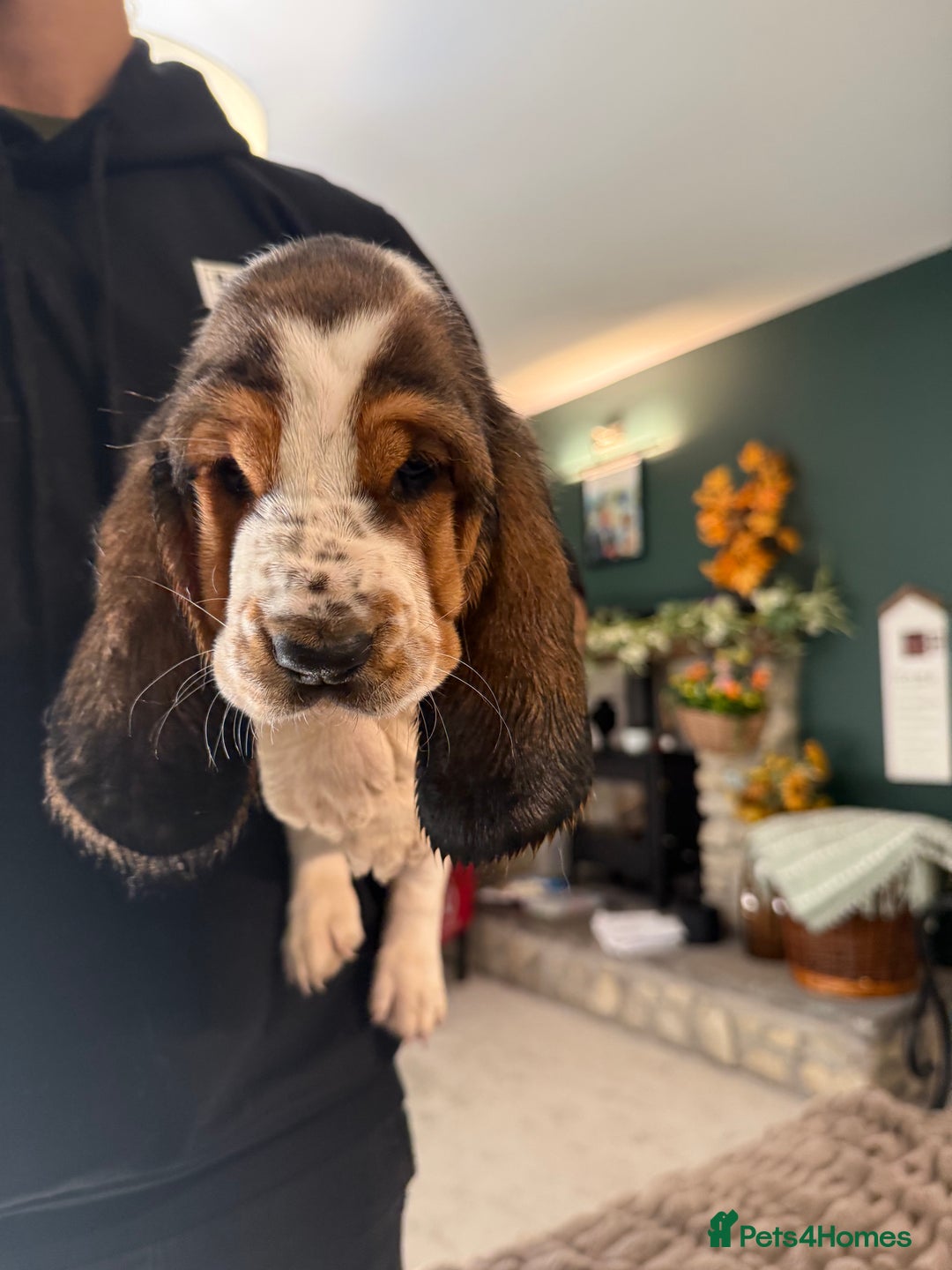 Basset Hound dogs for sale: Beautiful Basset Hound Puppies  - Image 19