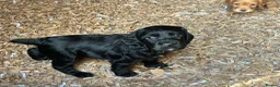 Cocker Spaniel dogs for sale: Gamekeeper bred working Cocker Spaniels - Advert 5