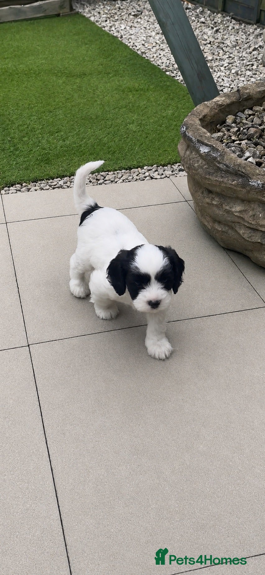 Cavapoo dogs Stunning quality Cavapoo puppies 🐶  - Advert 17
