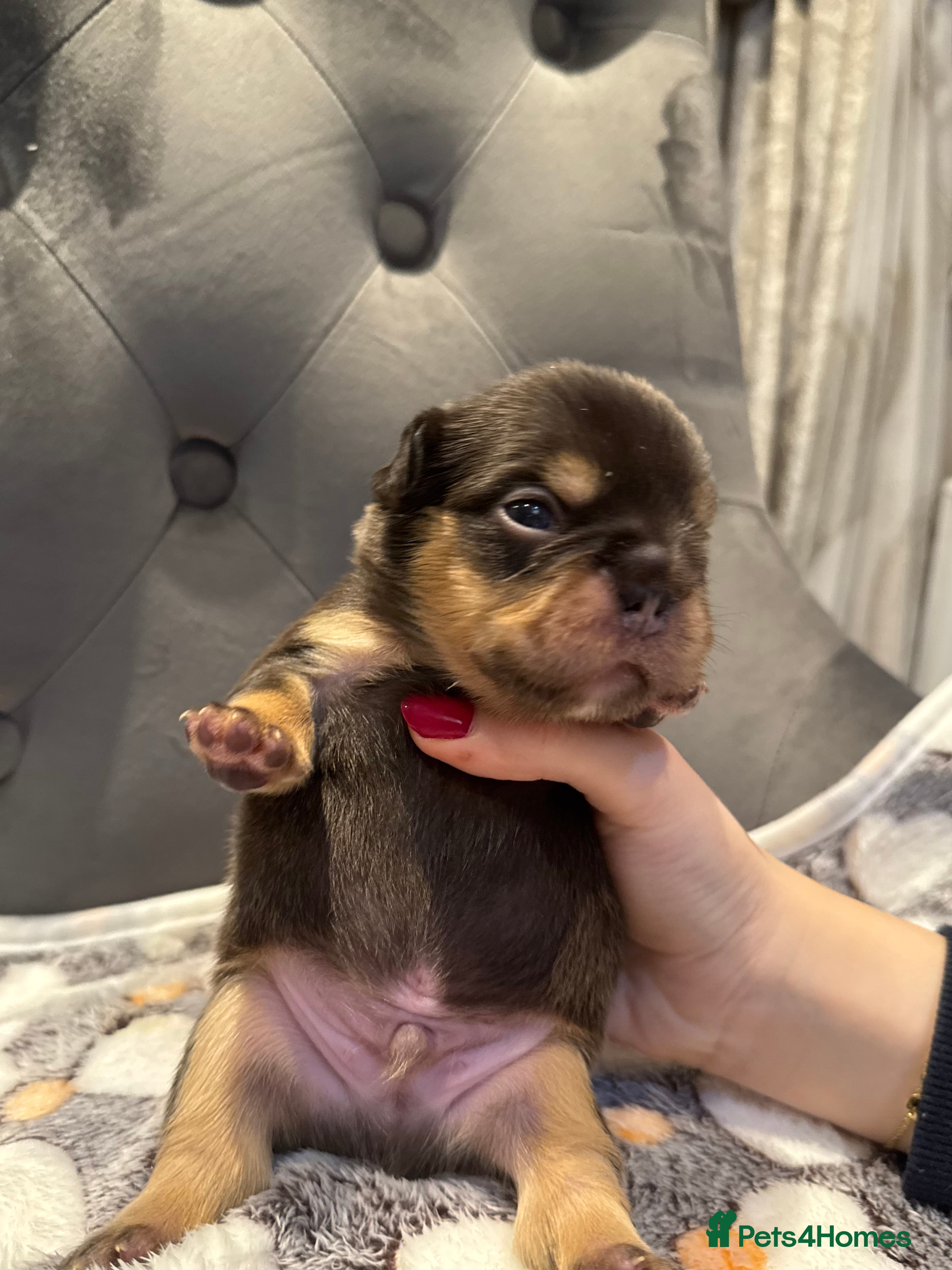 French Bulldog dogs Stunning French Bulldog puppies  - Advert 2