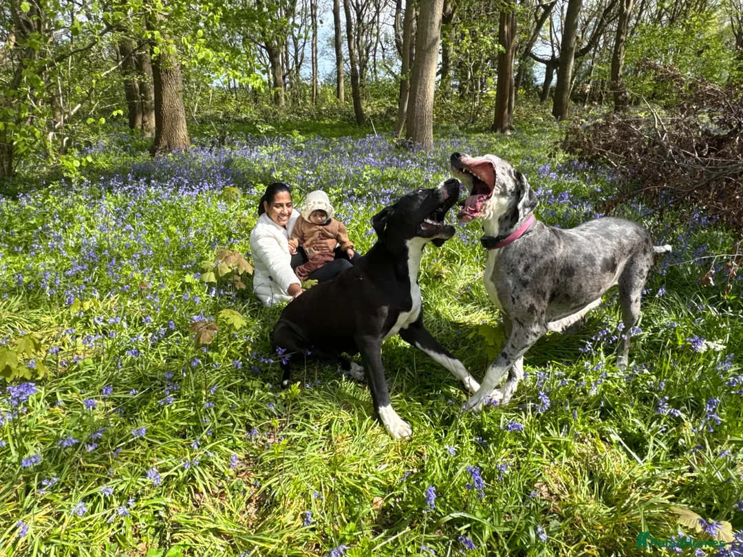 Great Dane dogs for sale: Crufts winner 2026 is for sale with mum - Advert 2