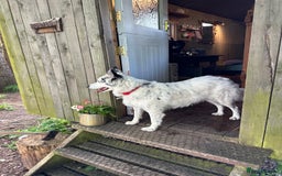 Border Collie dogs for sale: Patch - Image 11