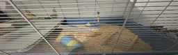 Hamster rodents for sale: Rocky the Syrian hamster  in Oldbury - Advert 3