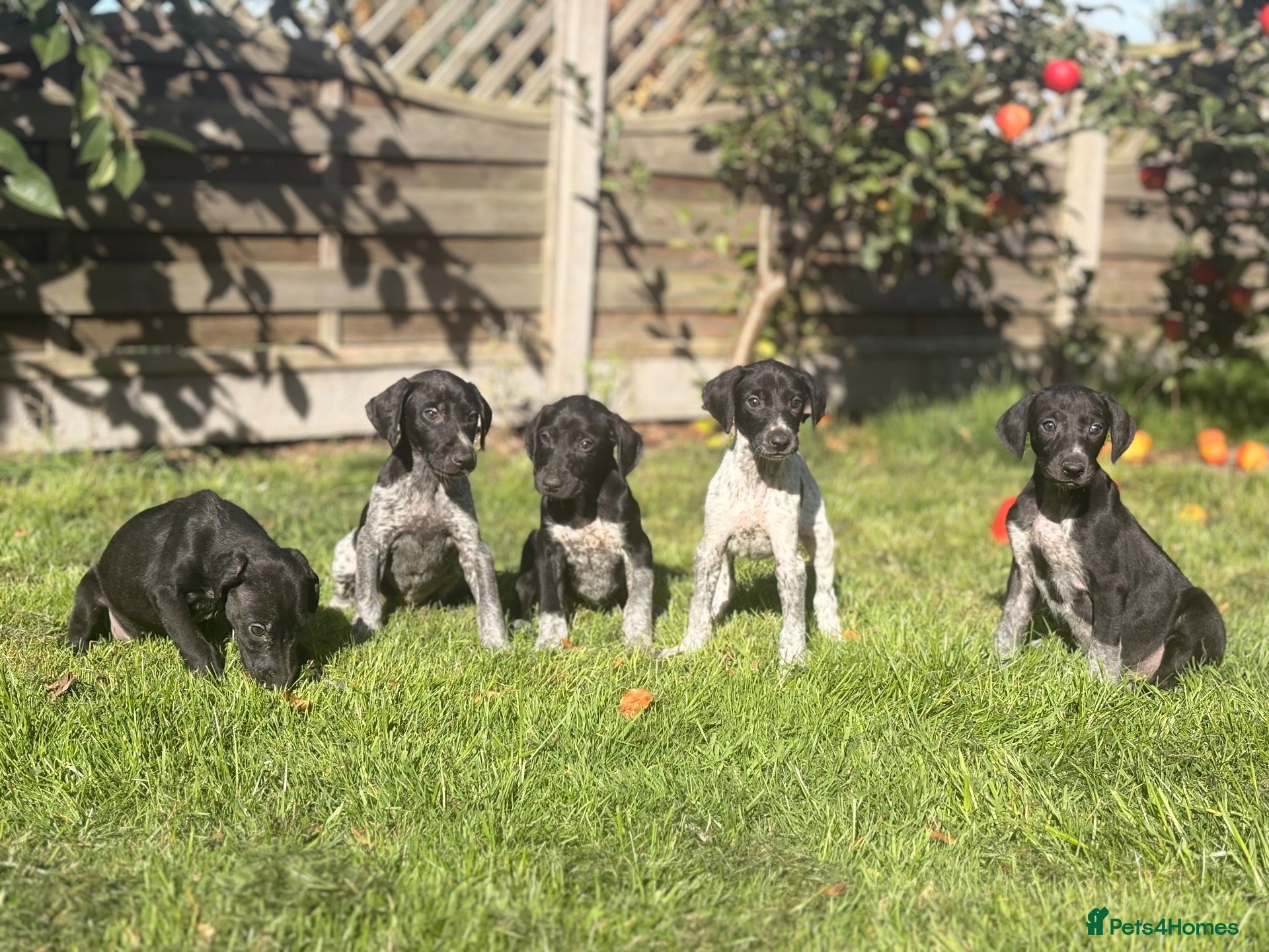 German Shorthaired Pointer dogs 🐾 **EXCEPTIONAL F1 SALUKI × GSP  Last PUPS** 🐾 - Advert 13