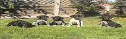 Mixed Breed dogs for sale: 🏆Exceptional GSP bloodlines,  last boys!  - Advert 3